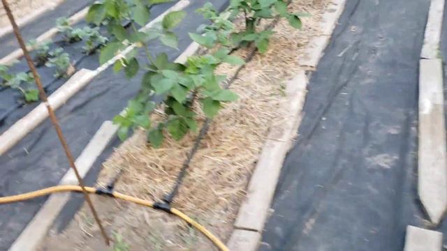 Мульчирование растений обязательная процедура смотреть онлайн