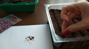 Алиссум. Посев алиссума на рассаду.