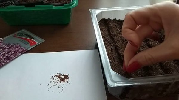 Алиссум. Посев алиссума на рассаду.