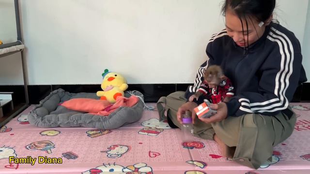 Diana monkey refused to drink milk because she wanted canned milk смотреть онлайн