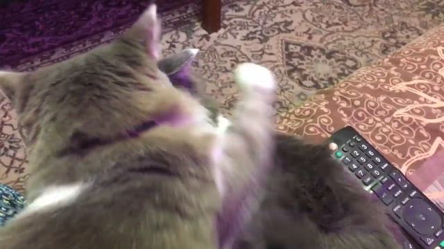 КОТЫ это СМЕШНЫЕ КОШКИ И КОТЫ КОТЫ на ДАЧЕ и КОТЫ ЖГУТ КОТЫ и ДАЧА смотреть онлайн