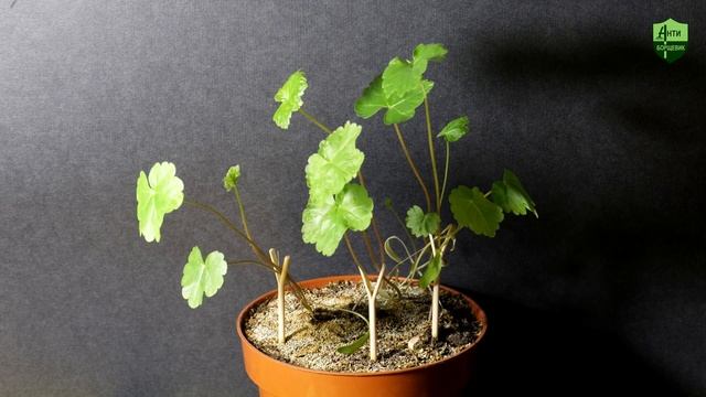 Танец маленьких борщевиков под Рамштайн: 2 месяца за 100 секунд