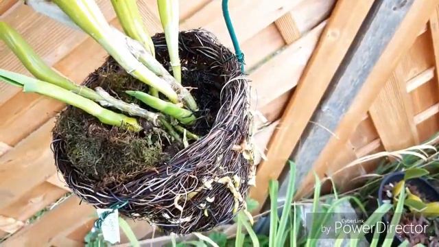 Орхидеи. Каттлея как нарастить корни. Корни ЛЖЕ#ПАПОРОТНИКА в описании под видео. смотреть онлайн