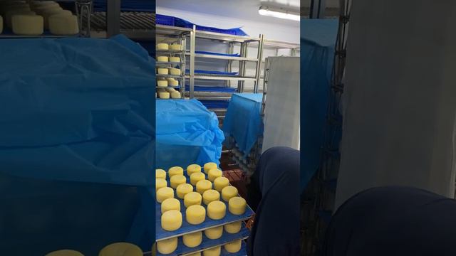 Geeks’ Hour: Aged To Perfection | Maturation of Award-winning Cheeses смотреть онлайн