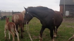 жеребец ненасытный