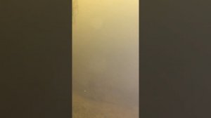 Зимовка осетров в домашнем пруду