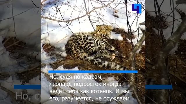 «Все еще котенок»: в Приморье запечатлели игры спасенного леопарда Leo 260М с палочкой смотреть онлайн