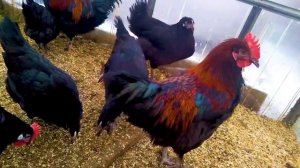 Куры породы Барбезье, в чем уникальность ??? // Секреты хороших урожаев.