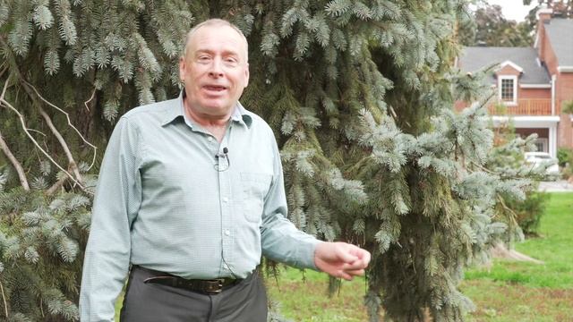 Urban Trees - Colorado Blue Spruce