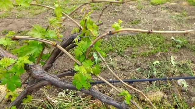Восстановление винограда после весенних заморозков (1 часть) смотреть онлайн