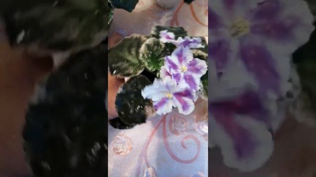 Калатеи смотреть онлайн