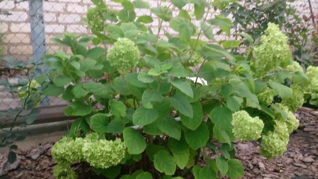 гортензия БОБО и Ванилла Фрайз на Востоке Украины смотреть онлайн