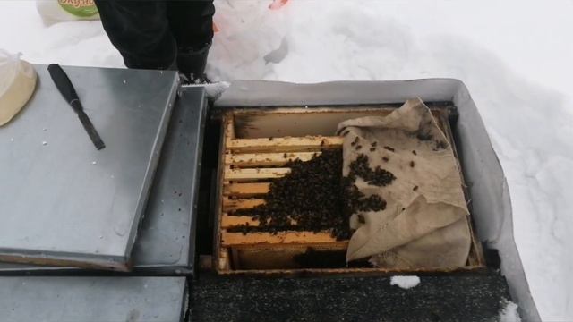 февраль, ревизия пасеки, раздача канди. смотреть онлайн