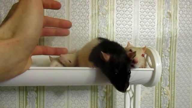 Крысы | Девчонок подселение, или сходим с ума. ^_^ (Fancy rats) смотреть онлайн