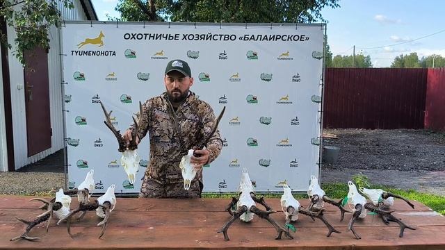 Отличие трофеев сибирской косули из Курганской области от трофеев из Тюменской смотреть онлайн