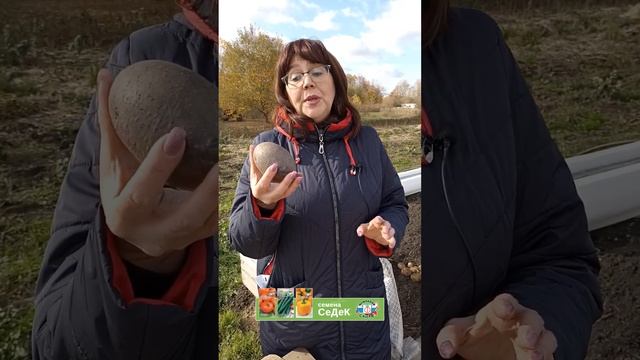 Лучше не варите такой фиолетовый картофель! смотреть онлайн