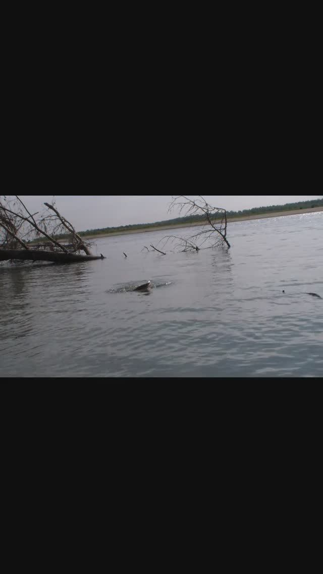 Ловля судака на живца. Рыбалка на реке на хищника смотреть онлайн