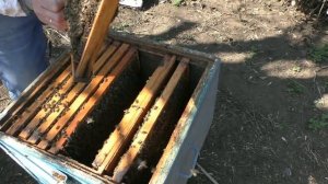 Усиление пчелиной семьи независимо от пчеловода.