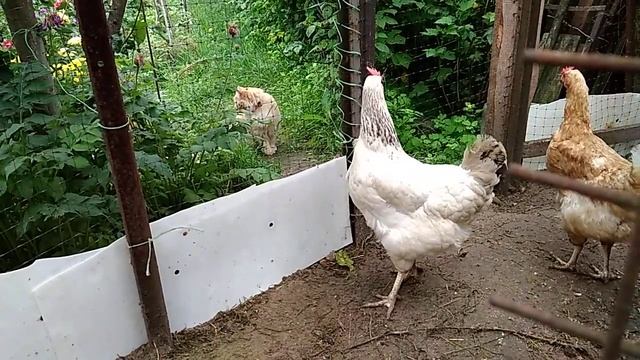 КОТЫ И КУРЫ смотреть онлайн