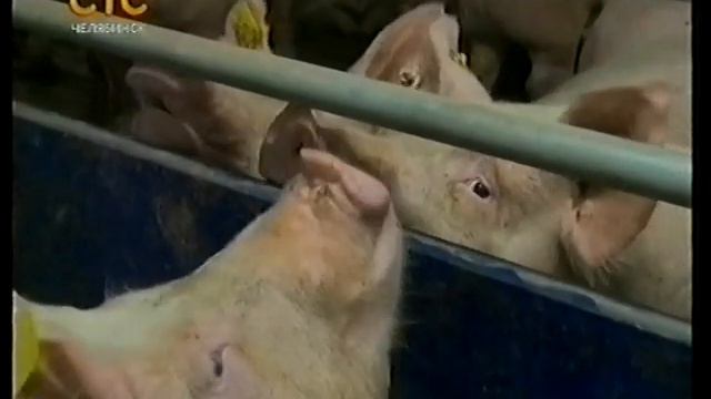 Челябинск. Свиноводство. Компания Genesus и Ариант. Август 2013