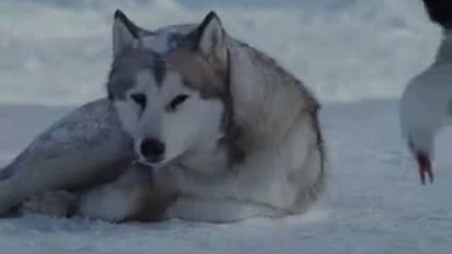 собаки верны друг другу смотреть онлайн