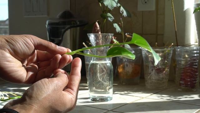 Propagate Pothos (Money Plant) in Water from Cuttings смотреть онлайн