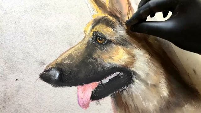 Рисуем овчарку сухой ПАСТЕЛЬЮ смотреть онлайн