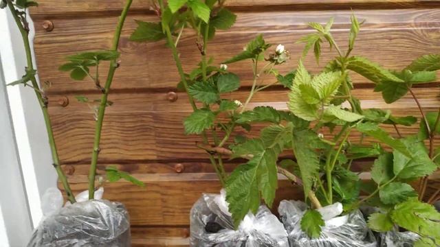 Обзор посылки саженцев - белая ежевика, Polar Berry, Гай, Осейдж, Рушай смотреть онлайн