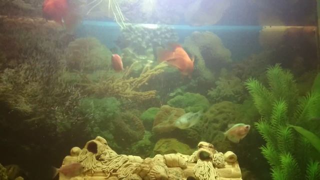 Аквариумные рыбки красный попугай смотреть онлайн
