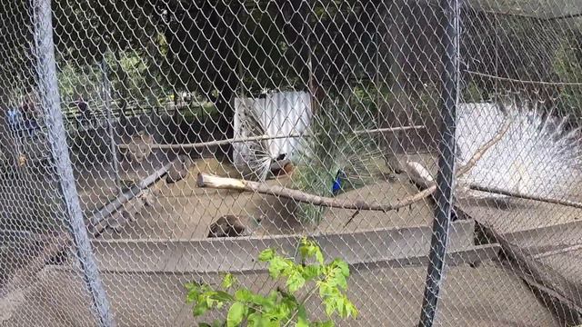 Три павлина распустили хвост смотреть онлайн