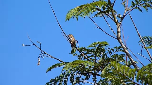 Calypte anna смотреть онлайн