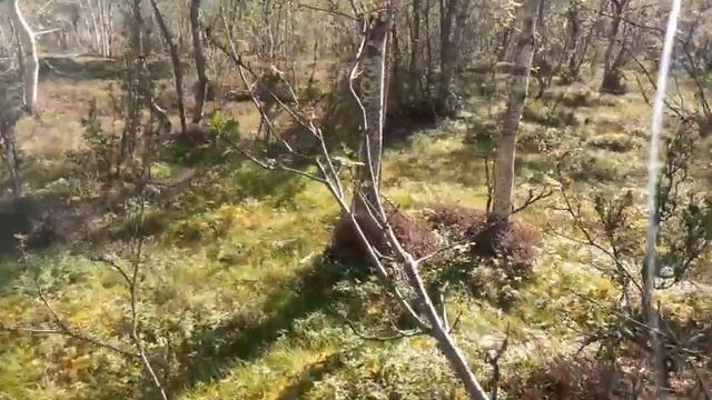 Рассказы про съедобные грибы красноголовик | белые серые грибы | волнушки чем отличаются от серушек смотреть онлайн