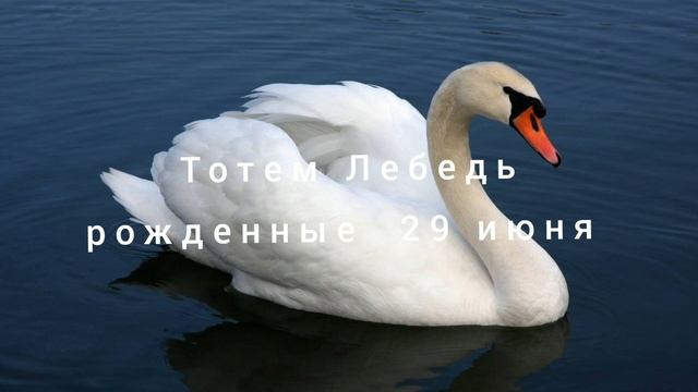 Тотем Лебедь рождённые 29 июня смотреть онлайн