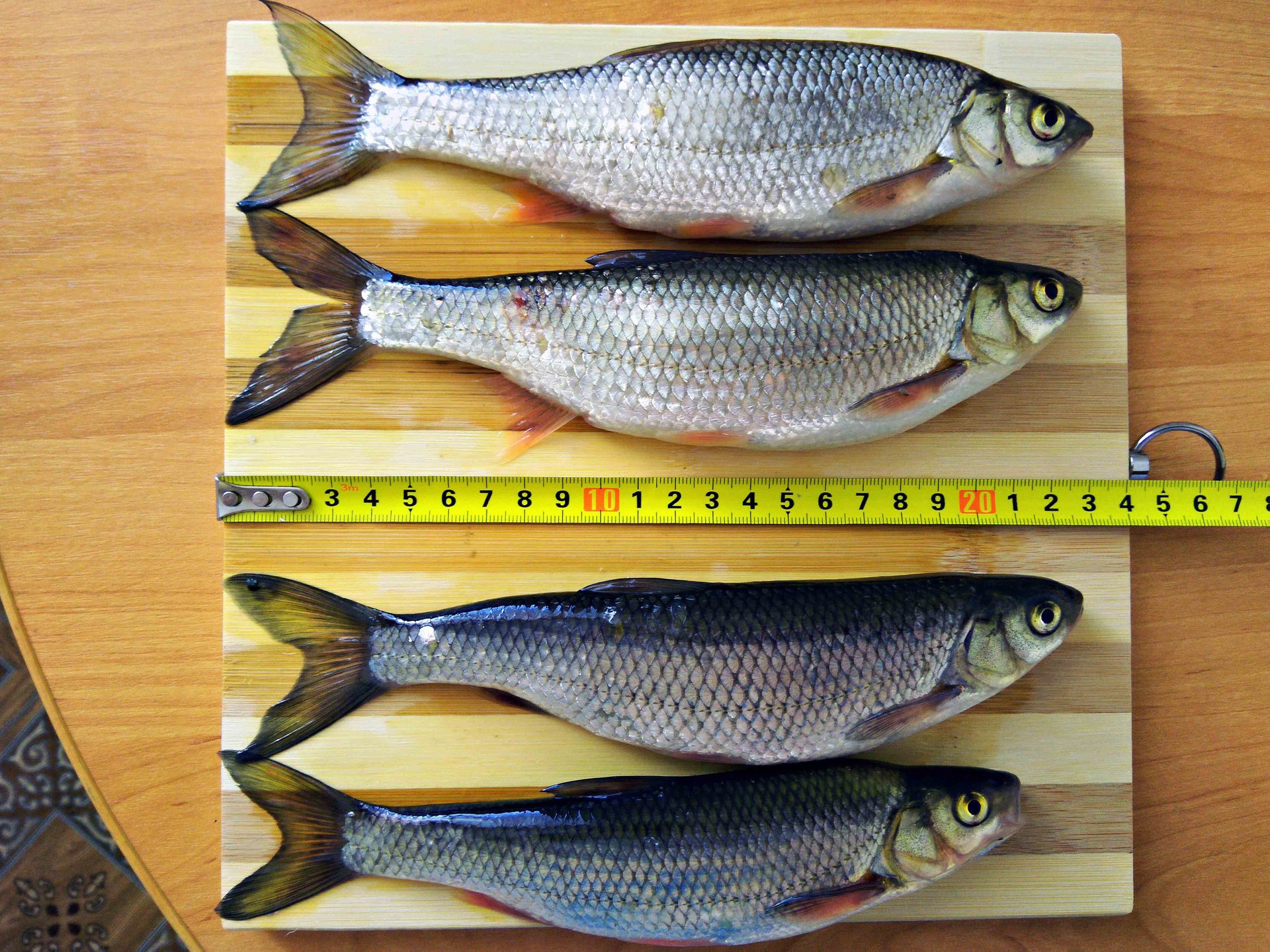 Ловля чебака на мушку. Карпинск