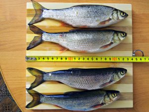 Ловля чебака на мушку. Карпинск