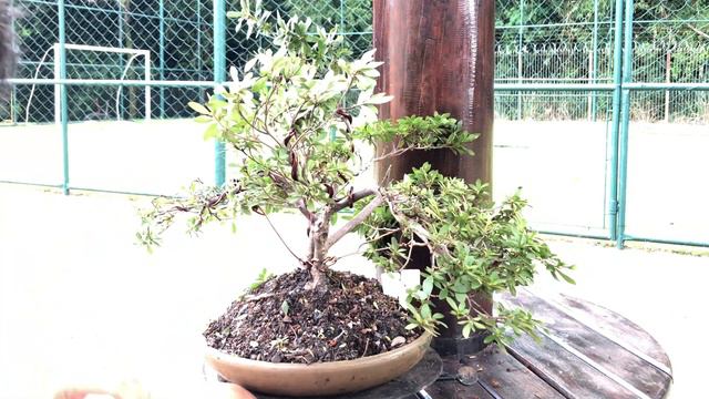 🍁AZALEIA - COMO ESTILIZAR um BONSAI de AZALÉIA - PASSO à PASSO 🍁万 смотреть онлайн