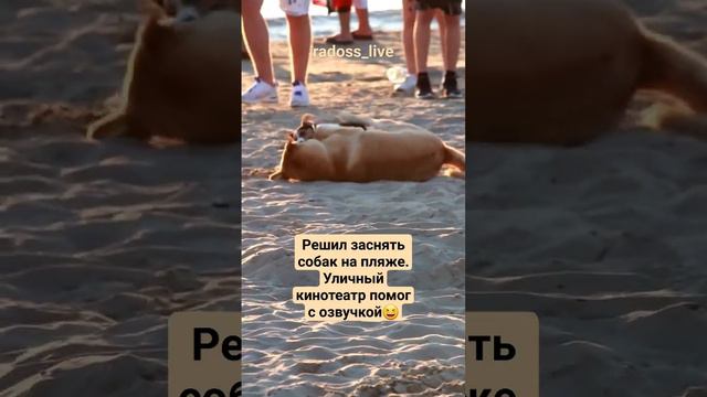 идеальное совпадение звука и картинки. кто победил? #море #отдых #животные #пляж #смешнаяозвучка смотреть онлайн