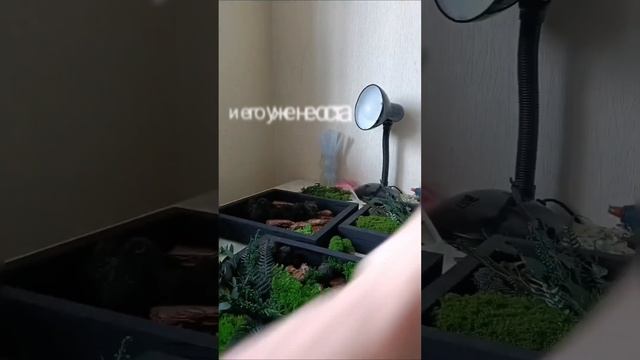 Как сделать Панно из мха смотреть онлайн