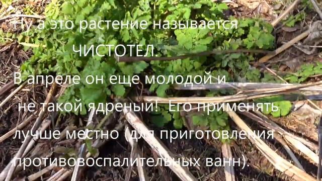 Лекарственные растения, сьедобные грибы в апреле в Ленинградской области/красные весенние грибы/ смотреть онлайн