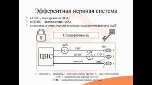 4.0. Строение вегетативных нервов. Понятие о синапсе. Миметики и литики