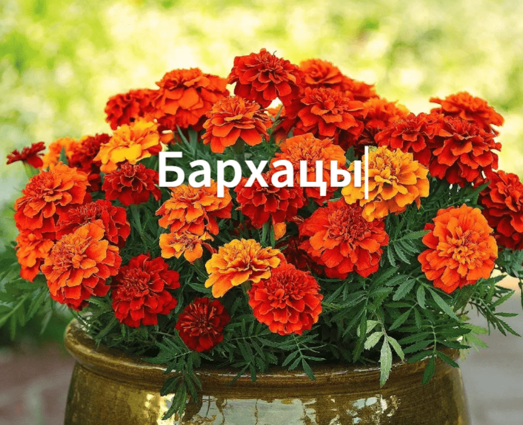 Как сажать бархатцы. Сажаем бархатцы на рассаду. Сорт" Почетный крест" и "Танго красный". смотреть онлайн