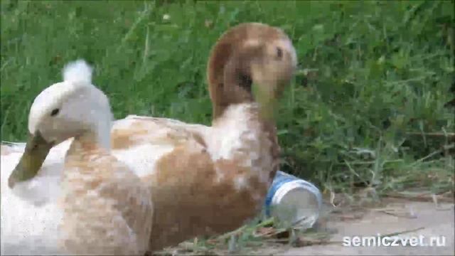 ? Хаффинес парк. Утки гуляют и плавают. Техас смотреть онлайн