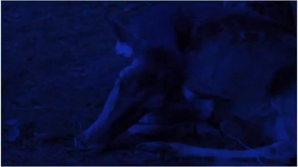 CAMINO HACIA EL TERROR 6 - CAMINO SANGRIENTO 6 PELICULA COMPLETA ESPAÑOL HD