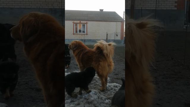 Комочки счастья, ждут своих любящих хозяев.Чтобы радовать и приносить счастье в дом на долгие годы. смотреть онлайн