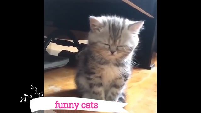 Cute and Funny Cat 😹 - Don't try to hold back Laughter 😂 смотреть онлайн