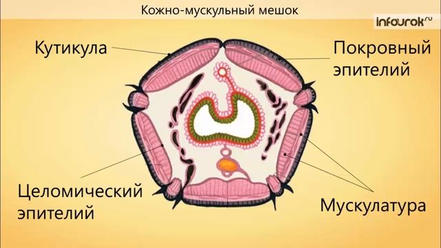 Кольчатые Многощетинковые смотреть онлайн