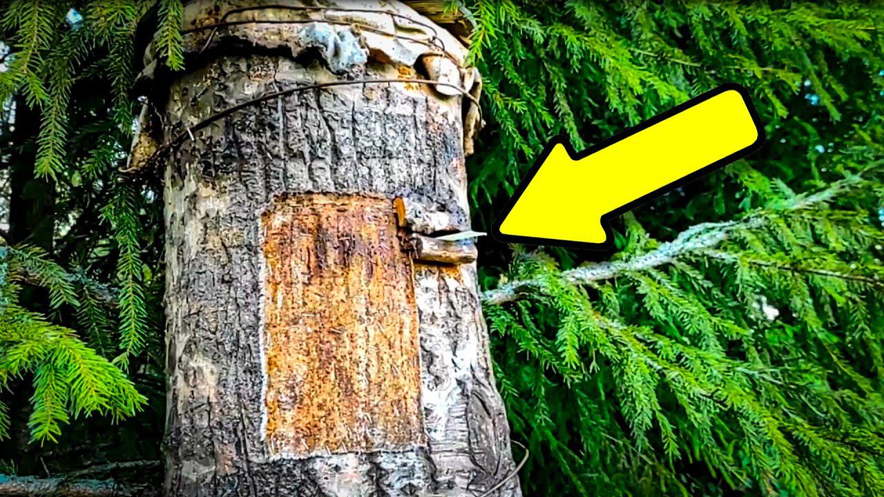 Пчеловодные будни. Проверяем ловушки на пчёл 2023 смотреть онлайн