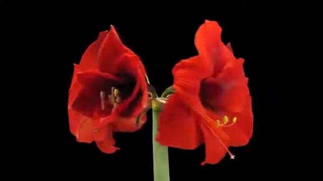 Музыка для души Цветы распускаются под вальс !!! смотреть онлайн