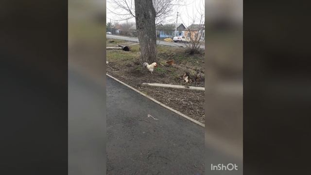 Смешное видео. Веселые животные. Петух в своем курятнике смотреть онлайн