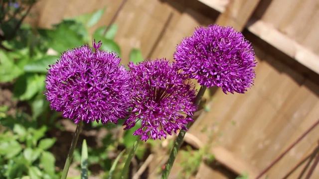 Deep purple Spherical flowers: architectural beauty of nature смотреть онлайн